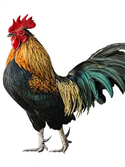 Beware Of Chicken webnovel cover